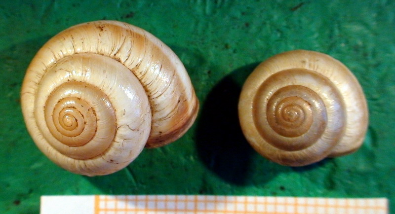 Monacha (Eutheba) rizzae (Aradas, 1844) (SR)